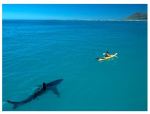 Der Hai in seiner tatsächlichen Umgebung: Photo aus 2003 von Thomas Peschak, aufgenommen vor der südafrikanisc hen Küste